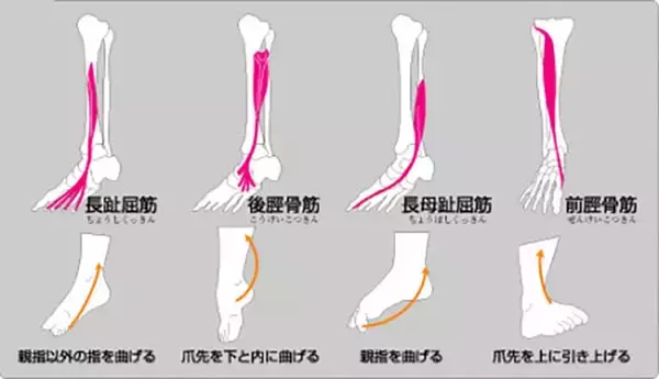「Dr.近藤惣一郎のフィッシングクリニック：船釣り向けフットケア＆ウェア」の画像