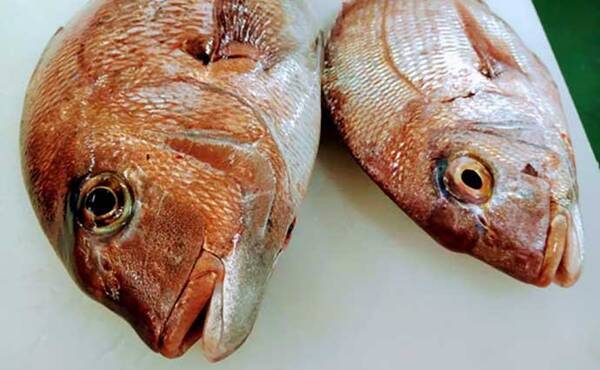 プロが教える 旬魚 の見分け方 マダイ 正月の焼き魚には養殖モノ 年12月26日 エキサイトニュース