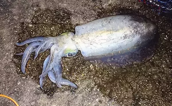 沖縄でアオリイカが豊漁　ご当地グルメ『墨汁』はインパクト強め？