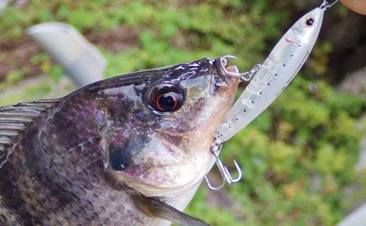 温泉地で ティラピア 釣り トッププラグで10匹手中 三重 長島 年12月3日 エキサイトニュース