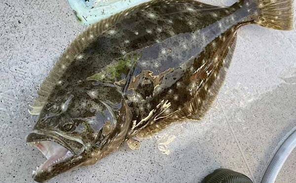 鳥羽沖 泳がせヒラメ釣り 開幕 解禁直後の釣行から傾向を探る 三重 年12月5日 エキサイトニュース