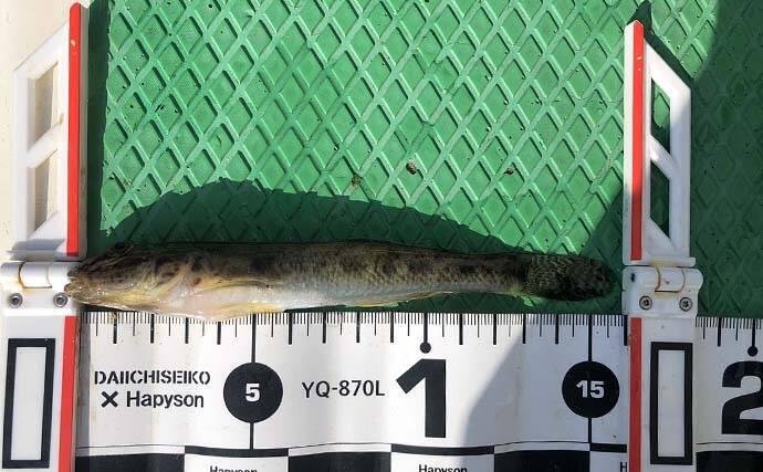 都会のド真ん中で船ハゼ釣り　良型中心に43尾手中【東京・深川冨士見】