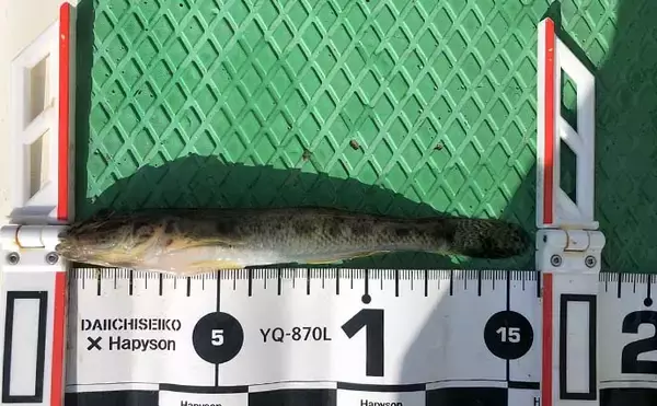 「都会のド真ん中で船ハゼ釣り　良型中心に43尾手中【東京・深川冨士見】」の画像