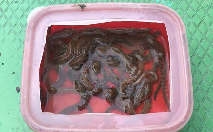 都会のド真ん中で船ハゼ釣り　良型中心に43尾手中【東京・深川冨士見】