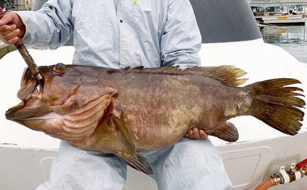 玄界灘 落とし込み釣り最新釣果 105cm17kg巨大 クエ 浮上に驚愕 年12月11日 エキサイトニュース
