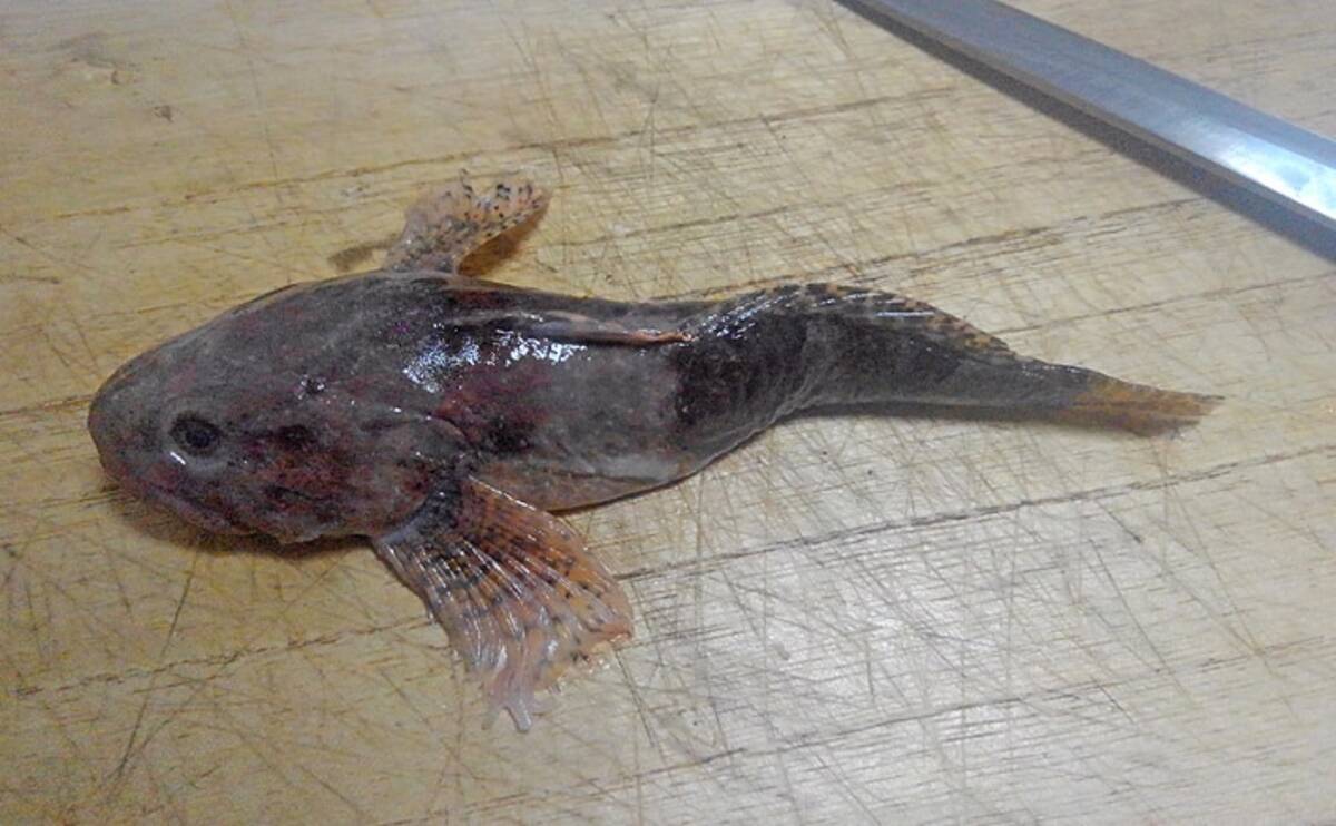 福井で幻の魚 アラレガコ の生息調査 非常に美味でサケと同じ生態 年12月18日 エキサイトニュース