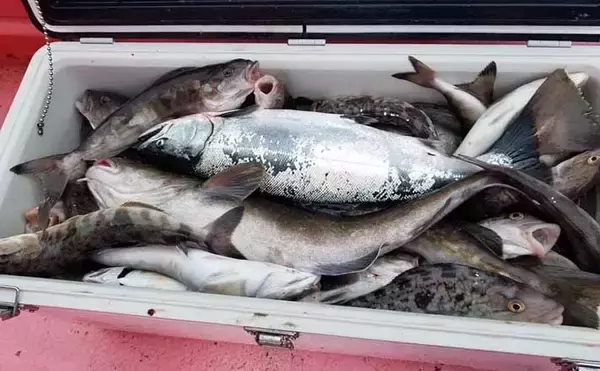 世界遺産『知床』を釣る：秋～冬のオススメ釣り物紹介　シケ時は温泉へ