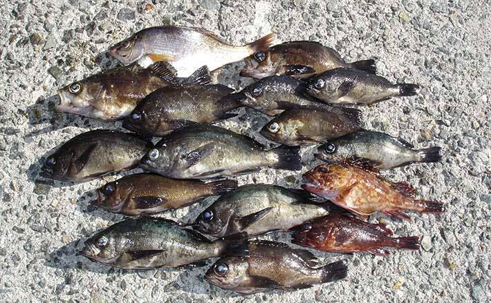 21 年末年始は家族で釣り行こう 関西オススメ釣り施設5選 年12月25日 エキサイトニュース 21 年末年始は家族で釣り行こう 関西オススメ釣り施設5選 年12月25日 エキサイトニュース