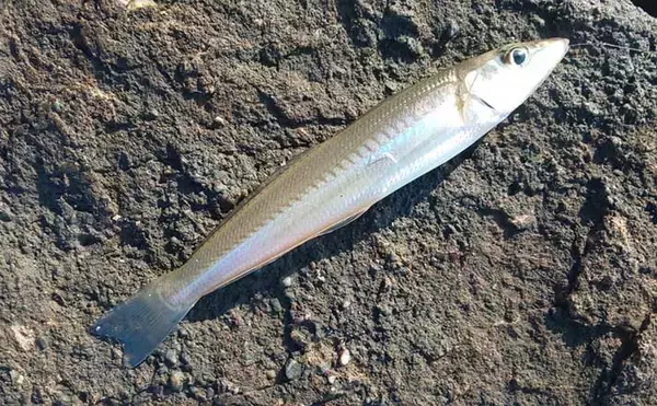 初冬の投げ釣りでキス8匹　河口＆波止をリレーして良型快引【和歌山】