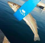 「初冬の投げ釣りでキス8匹　河口＆波止をリレーして良型快引【和歌山】」の画像6