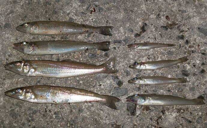 初冬の投げ釣りでキス8匹　河口＆波止をリレーして良型快引【和歌山】