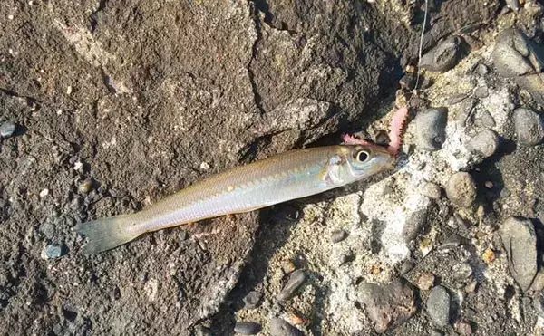 「初冬の投げ釣りでキス8匹　河口＆波止をリレーして良型快引【和歌山】」の画像