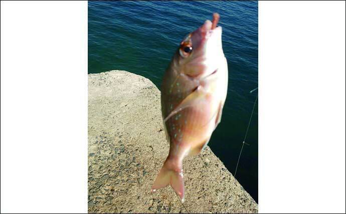 初冬の投げ釣りでキス8匹　河口＆波止をリレーして良型快引【和歌山】