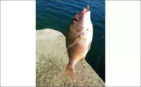 「初冬の投げ釣りでキス8匹　河口＆波止をリレーして良型快引【和歌山】」の画像