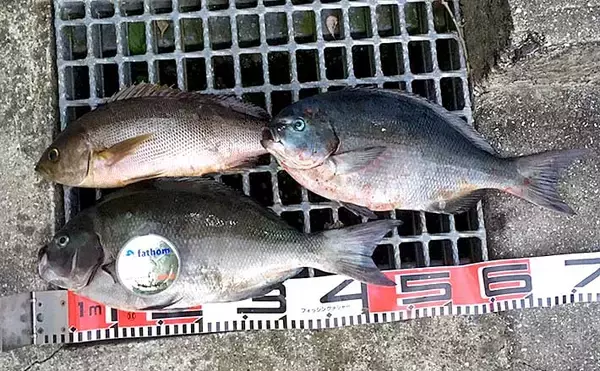 磯フカセで尾長グレ連発　見極めるべき釣り場の「クセ」とは？【山口】