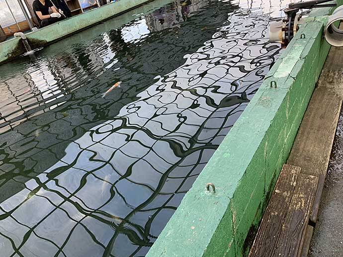 浜名湖frで イズミダイ 釣り満喫 初心者でも手軽に大物を狙える 年12月日 エキサイトニュース 2 3