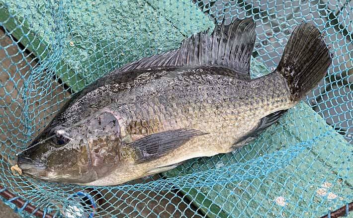 浜名湖frで イズミダイ 釣り満喫 初心者でも手軽に大物を狙える 年12月日 エキサイトニュース