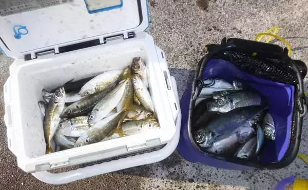 「アジングで良型入れ食い49尾　数釣りのコツも解説【千葉・大沢漁港】」の画像