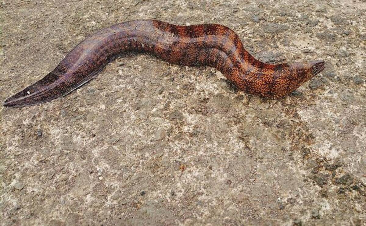 鹿児島で ウツボの天日干し の生産盛期 実は愛される グロウマ食材 年12月26日 エキサイトニュース