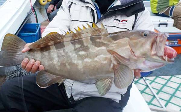 福岡 沖のエサ釣り最新釣果 好調の アジ泳がせ で4kg級アラ 年12月19日 エキサイトニュース