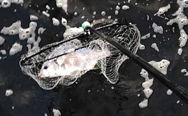 バスロッド流用したチニングで40cmキビレ 良型カサゴ 大阪南港 年12月21日 エキサイトニュース