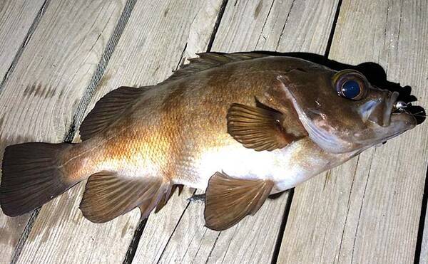 メバリングで良型5尾 ワームよりメタルルアーに好反応 大阪南港 年12月23日 エキサイトニュース メバリングで良型5尾 ワームよりメタルルアーに好反応 大阪南港 年12月23日 エキサイトニュース