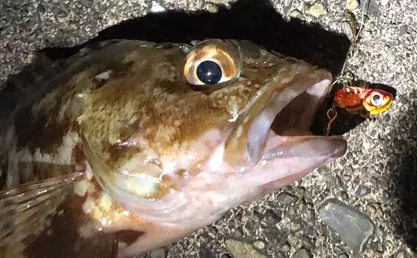 今さら聞けないカサゴゲームのキホン：トクする「メタルルアー」活用法