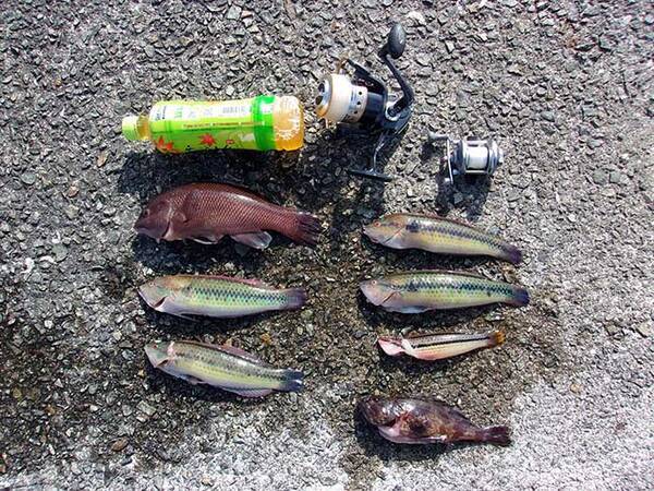 冬も楽しい阪神 神明間の沖堤防 釣り公園 ミャク カゴ釣りで満喫 21年1月3日 エキサイトニュース 冬も楽しい阪神 神明間の沖堤防 釣り公園 ミャク カゴ釣りで満喫 21年1月3日 エキサイトニュース