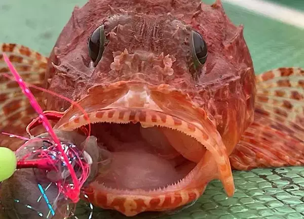 「城ヶ島沖で『オニカサゴ』狙い　釣果7匹は高級鍋食材に【いわき丸】」の画像