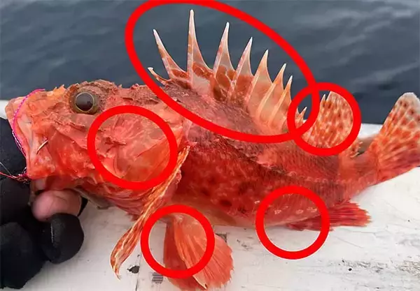 「城ヶ島沖で『オニカサゴ』狙い　釣果7匹は高級鍋食材に【いわき丸】」の画像