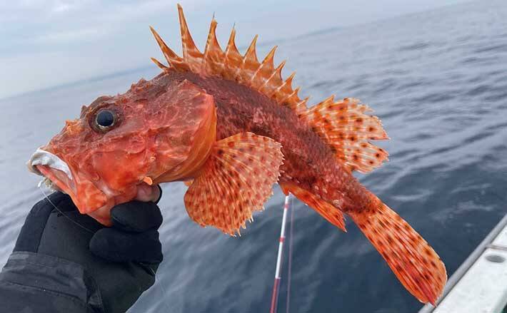 城ヶ島沖で『オニカサゴ』狙い　釣果7匹は高級鍋食材に【いわき丸】