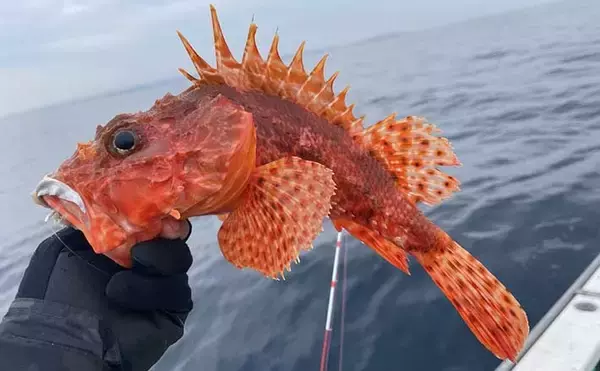 「城ヶ島沖で『オニカサゴ』狙い　釣果7匹は高級鍋食材に【いわき丸】」の画像