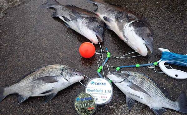 フカセ釣りで 年無し クロダイ浮上 まさかの1投目でヒット 清水港 年12月27日 エキサイトニュース