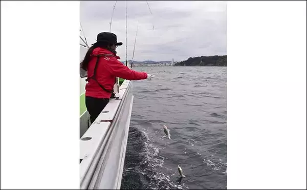 「東京湾『イシモチ』船は初心者でも満喫可能　血抜き法も紹介【鴨下丸】」の画像