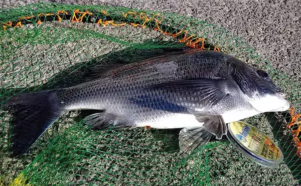 「【釣果レシピ】クロダイの『アラ炊き』　冬期の脂ノリはマダイ並み？」の画像