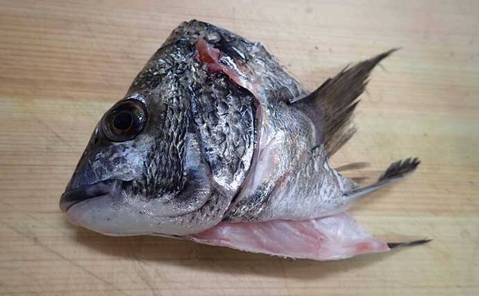 【釣果レシピ】クロダイの『アラ炊き』　冬期の脂ノリはマダイ並み？