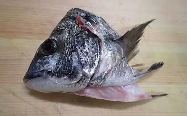 「【釣果レシピ】クロダイの『アラ炊き』　冬期の脂ノリはマダイ並み？」の画像