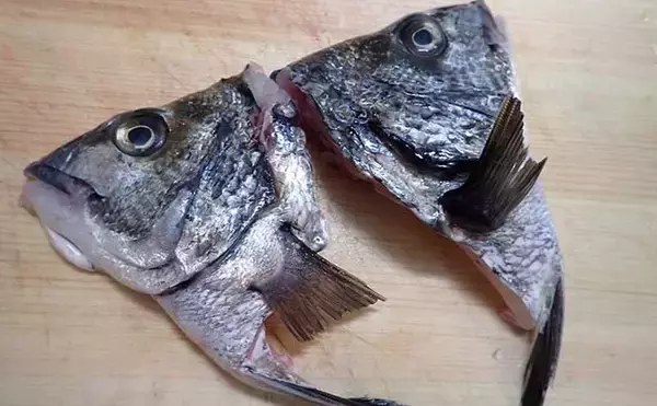 「【釣果レシピ】クロダイの『アラ炊き』　冬期の脂ノリはマダイ並み？」の画像