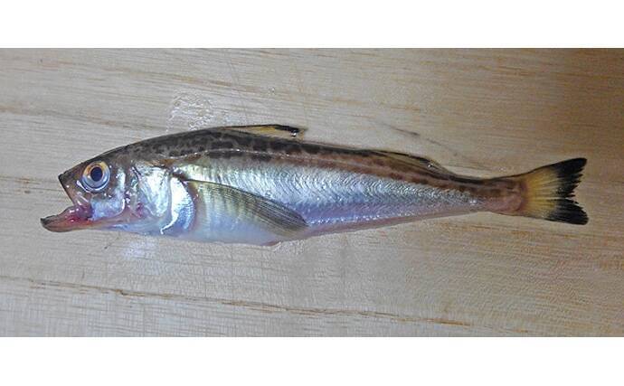 秋田の年取り魚 子持ちハタハタ が旬を迎える 生食は寄生虫に注意 21年1月3日 エキサイトニュース