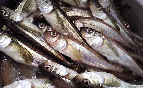 秋田の年取り魚 子持ちハタハタ が旬を迎える 生食は寄生虫に注意 21年1月3日 エキサイトニュース