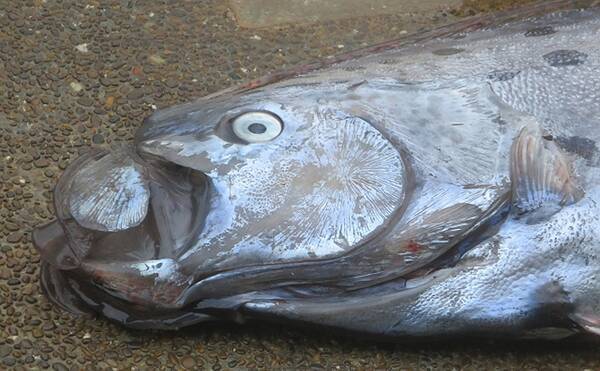 リュウグウノツカイ を生きた姿で発見 深海魚が浅瀬に来る理由とは 21年1月9日 エキサイトニュース