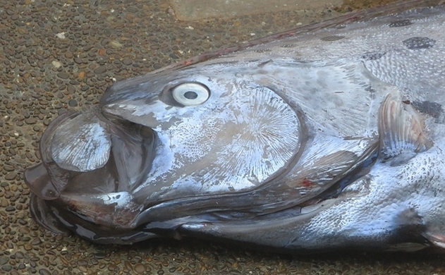 キュートすぎる深海魚のポーチ リュウグウノツカイやメンダコが登場 14年7月11日 エキサイトニュース