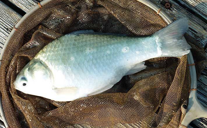 冬の管理池でヘラ釣り 釣果の決め手はエサ調合にあり 竜田川釣り池 21年1月7日 エキサイトニュース