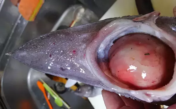 「見た目が異様な深海魚「トウジン」　名の由来はコンプライアンス違反？」の画像
