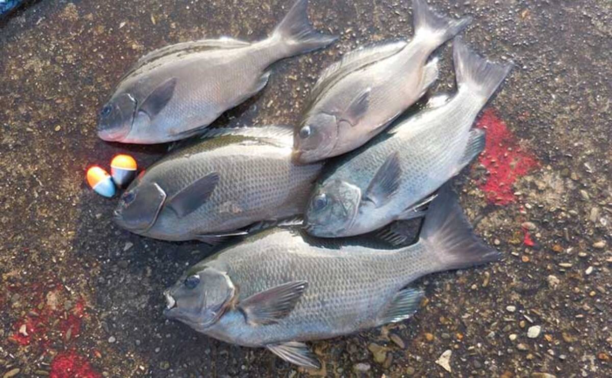 磯フカセ釣りでグレ連発 浅ダナからの沈ませ釣りが奏功 和歌山 萩尾 21年1月12日 エキサイトニュース 3 4