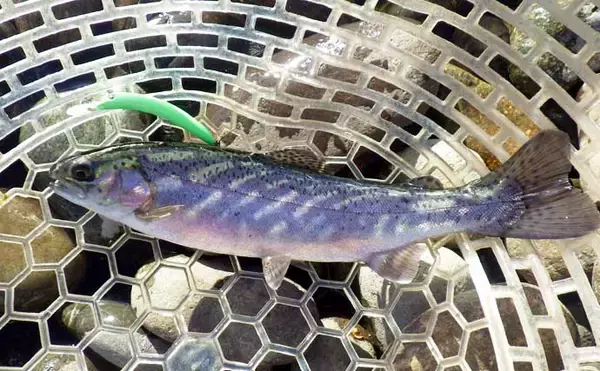 「【東海2021】冬は「エリアトラウト」入門好機　フックはこまめに交換を」の画像