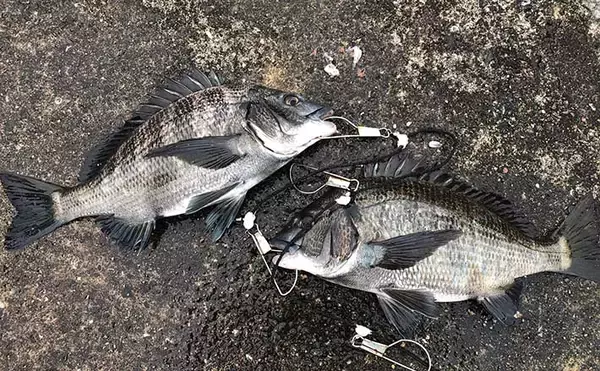 沖堤フカセ釣りで40cmチヌ　さしエサのローテが的中【須磨一文字】