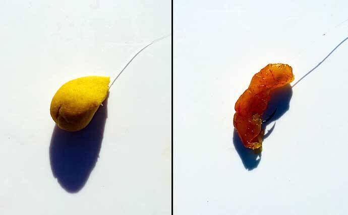 【東海2021】海上釣り堀初級解説　陥りやすい罠5パターンと対処法