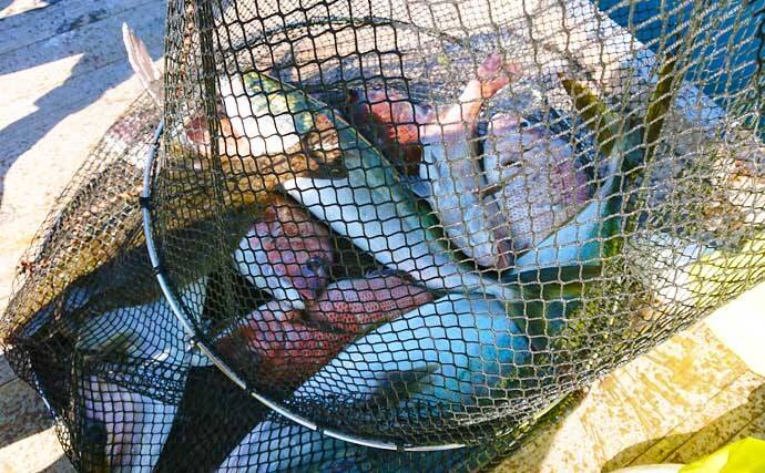 【東海2021】海上釣り堀初級解説　陥りやすい罠5パターンと対処法