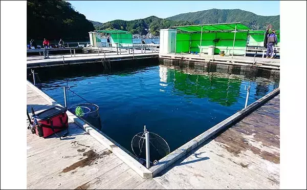 「【東海2021】海上釣り堀初級解説　陥りやすい罠5パターンと対処法」の画像